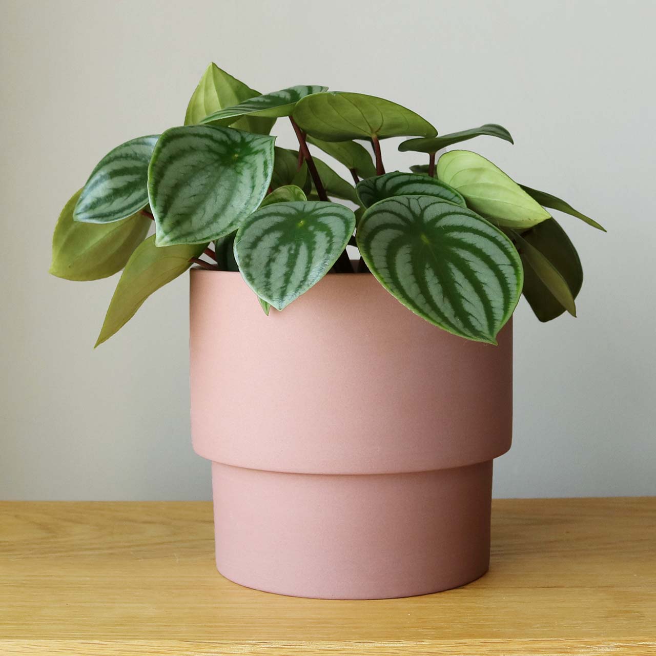 鉢カバー 陶器 5号 – inakougei