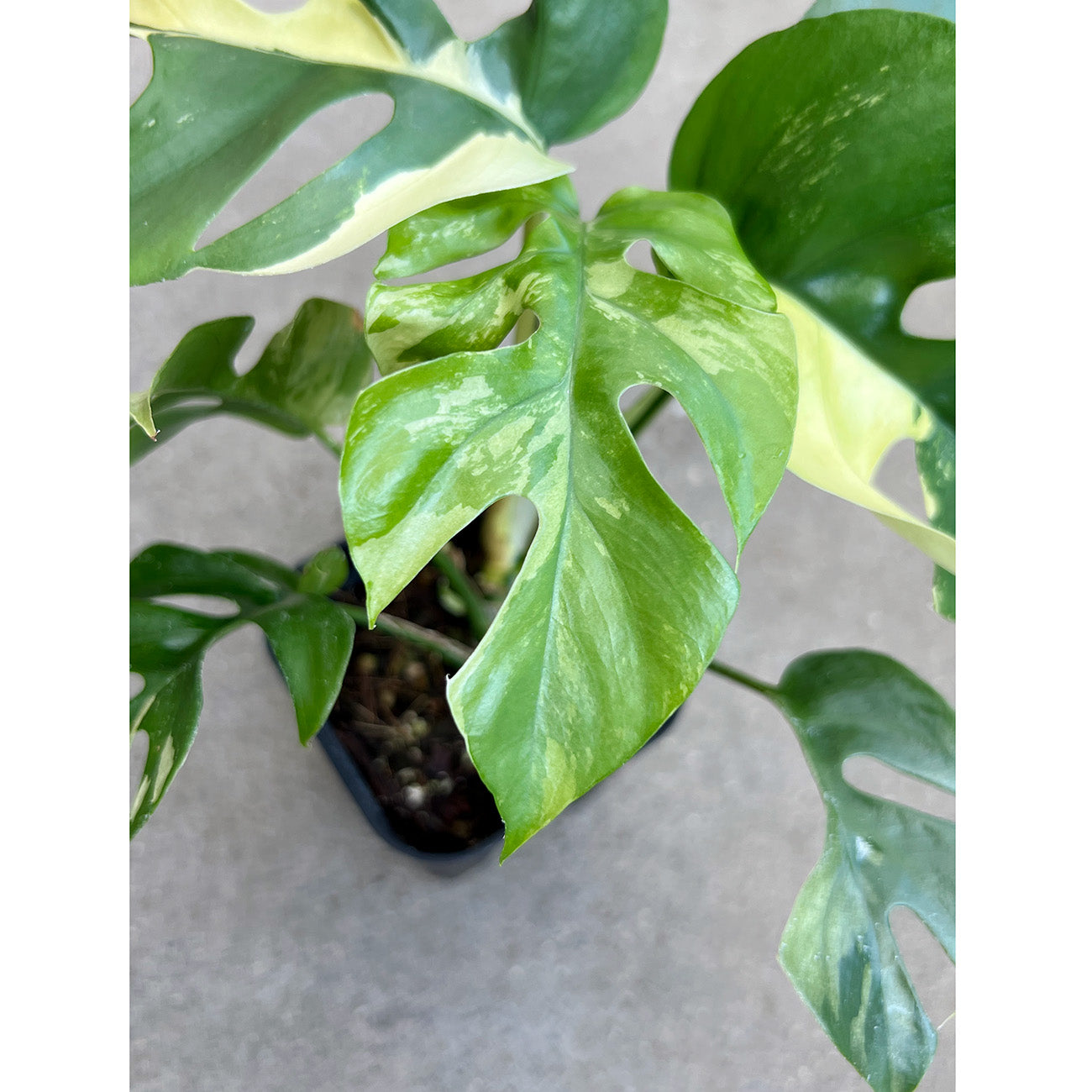 現品販売】ラフィドフォラ テトラスペルマ バリエガータ 3号