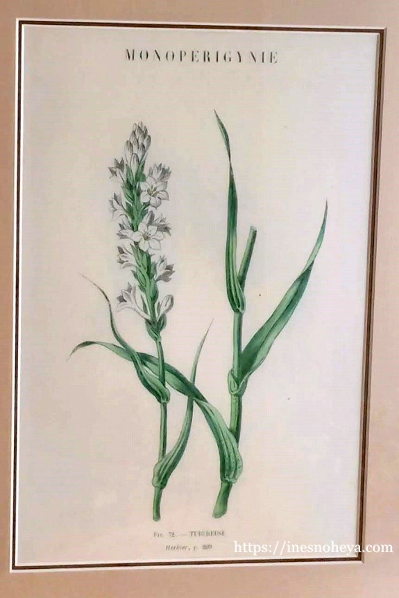 ボタニカルアートフレーム額（植物画）A - フランスアンティーク