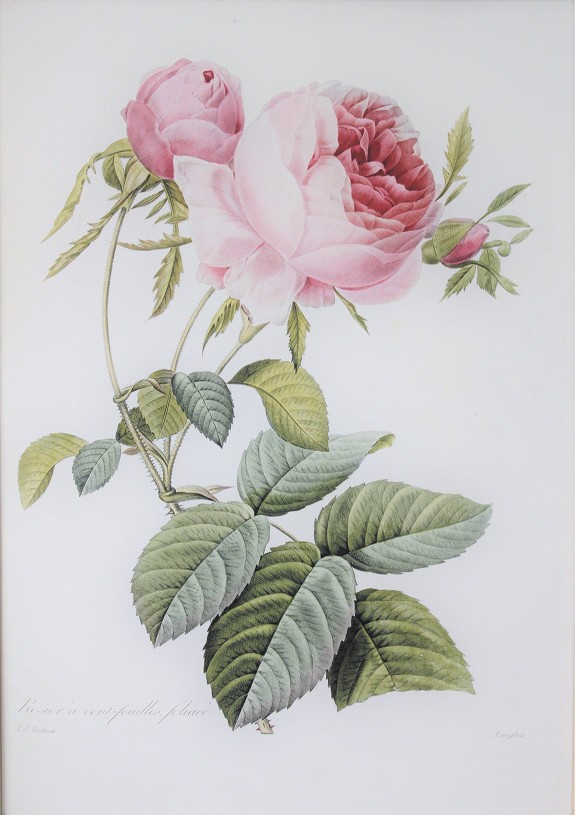 ピエール・ジョセフ・ルドゥーテのオールドローズ、ロサ・ケンティ