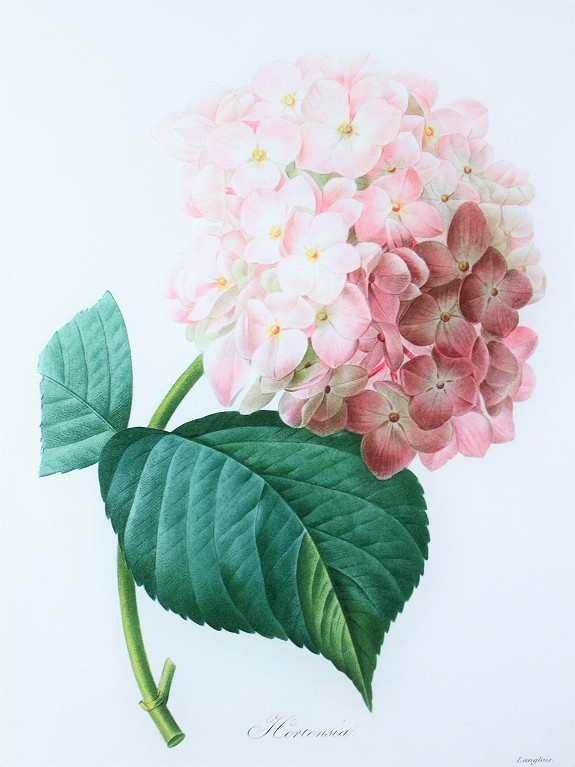 ピエール・ジョセフ・ルドゥーテの描いた一輪の美しい紫陽花の花の複製