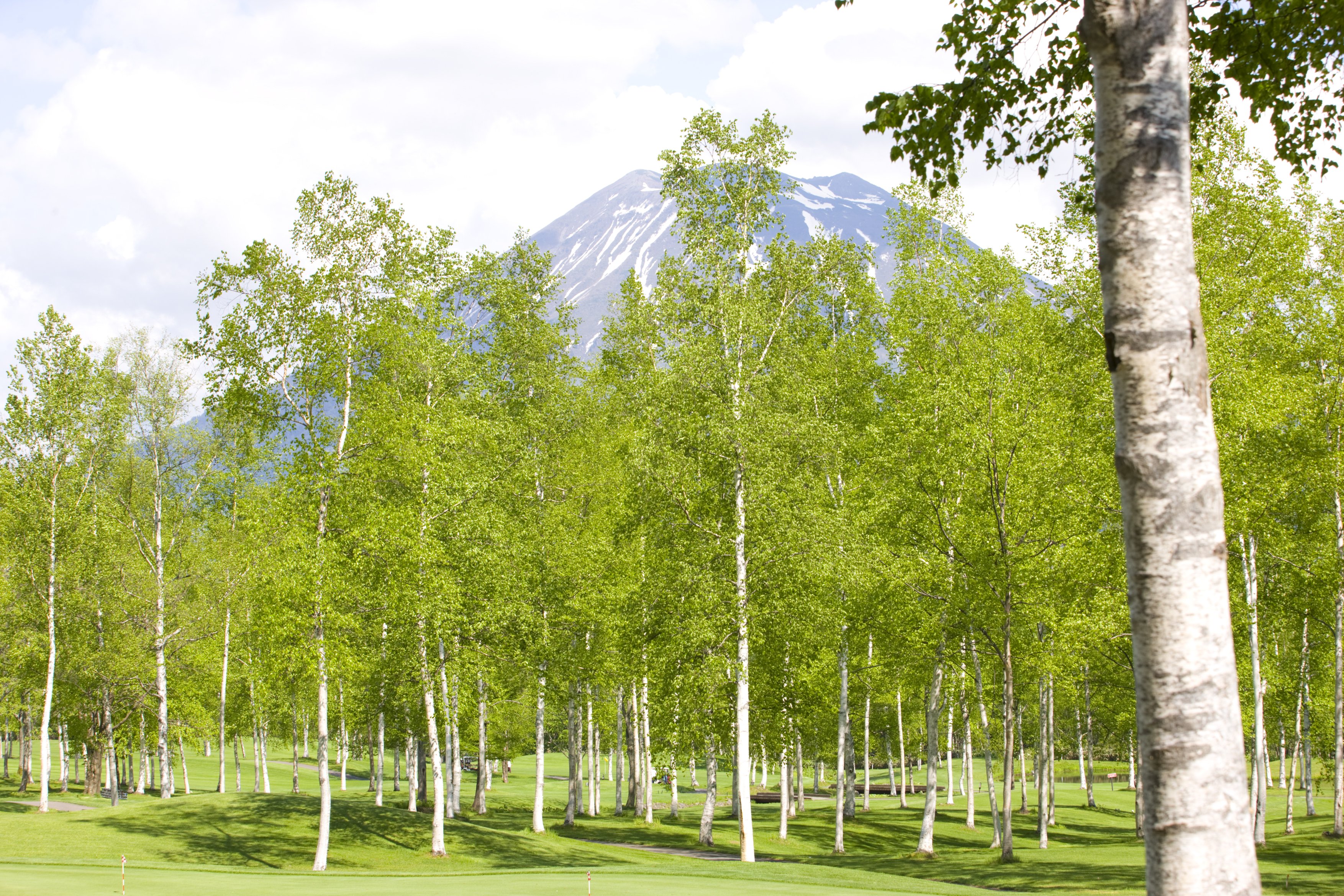 白樺」ってどんな植物？特徴や効果について｜読み物｜ナチュラル