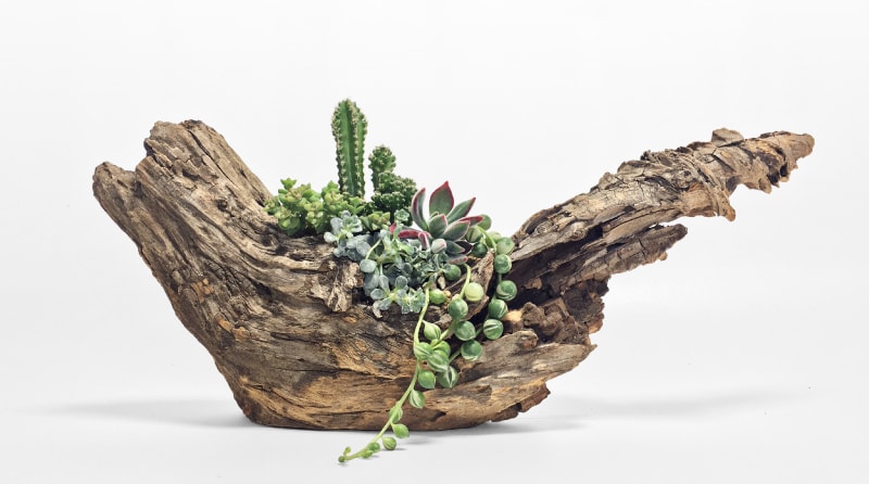 流木に多肉植物を寄せ植えする方法・作り方