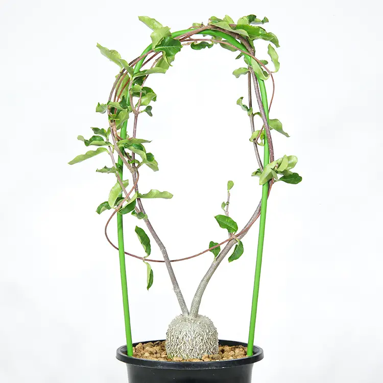 フォッケア 火星人（エデュリス）の育て方