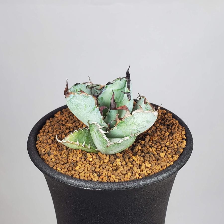 アガベ・チタノタ ブラックアンドブルー 7.5cm鉢 : カクタス長田 Yahoo