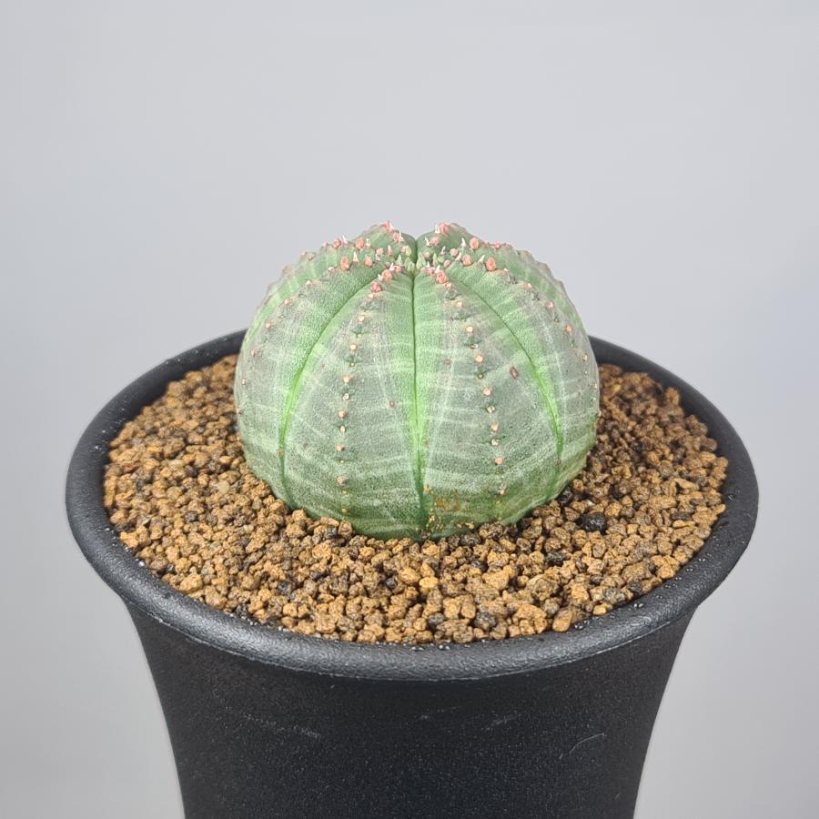 ユーフォルビア・オベサ 7.5cm鉢 : カクタス長田 Yahoo!ショッピング店