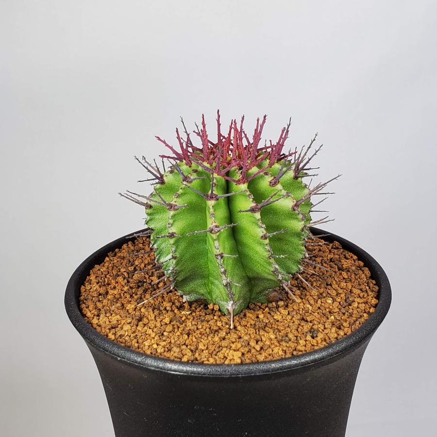 ユーフォルビア・ポリゴナ 9cm鉢 : カクタス長田 Yahoo!ショッピング店