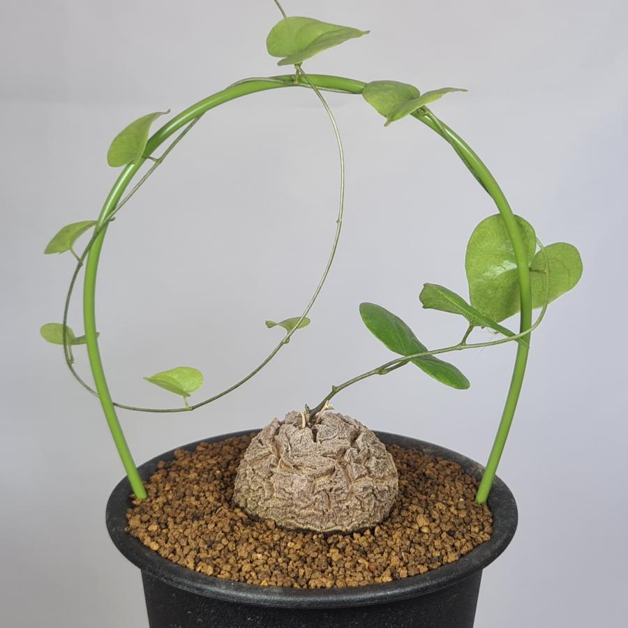 ディオスコレア・エレファンティペス 亀甲竜 9cm鉢 : カクタス長田