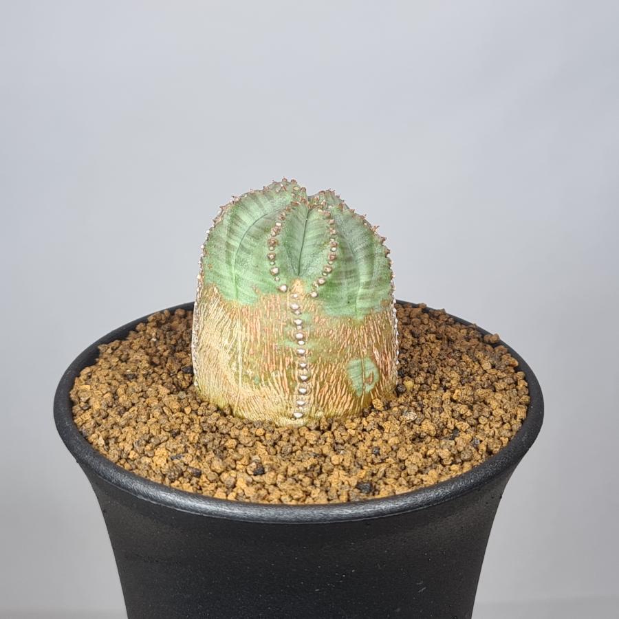 ユーフォルビア・オベサブロウ 9cm鉢 : カクタス長田 Yahoo