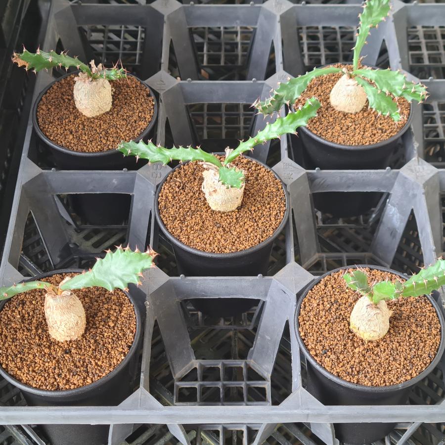 ユーフォルビア・スクアローサ 奇怪ヶ島 9cm鉢 : カクタス長田 Yahoo