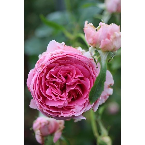 バラ苗 即納 大苗 18cmポット ラブ・シック : Apple Roses - 通販