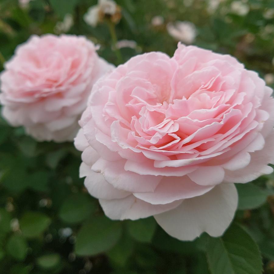 バラ苗 即納 大苗 18cmポット いのり : Apple Roses - 通販 - Yahoo