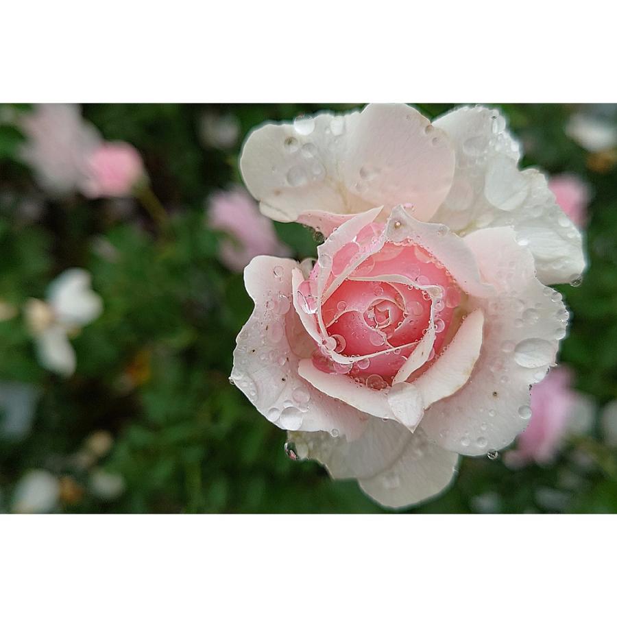 バラ苗 予約 新苗 12cmポット ユニコーン : Apple Roses - 通販