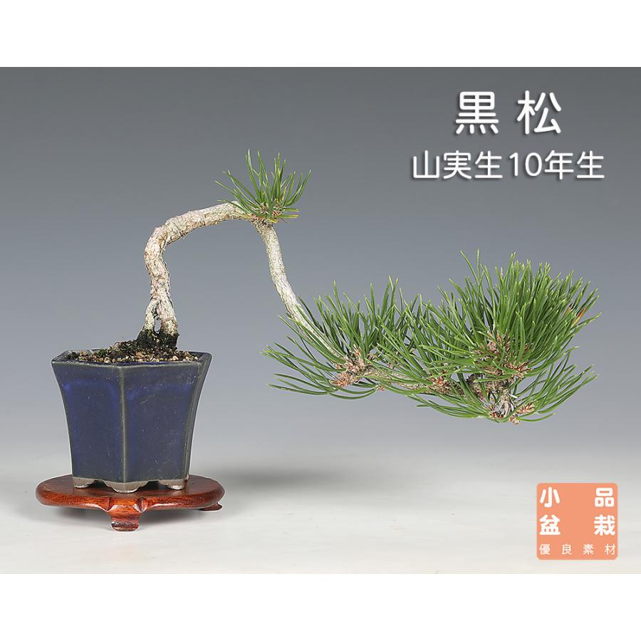 盆栽 黒松 クロマツ 山実生10年生 小品盆栽 ミニ盆栽 懸崖樹 文人木