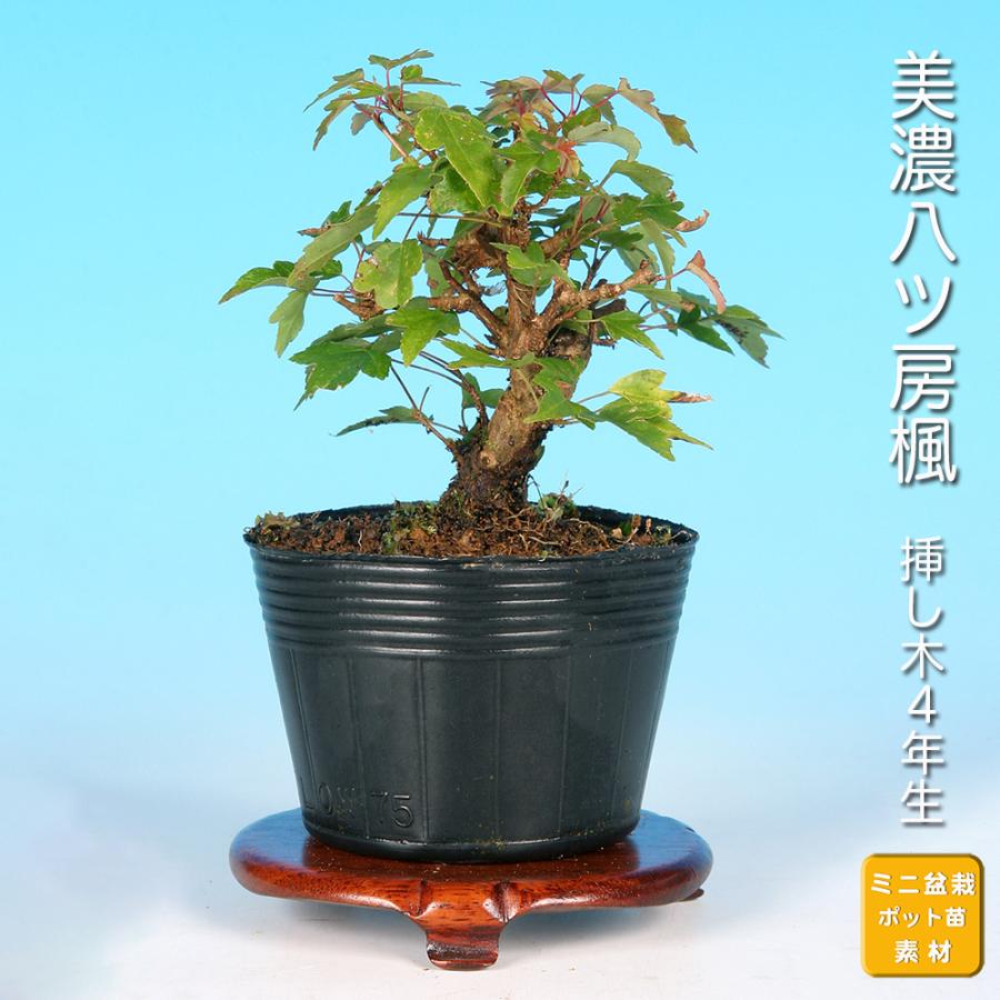 ミニ盆栽 「美濃八ッ房楓」 : 盆栽彩都ヤフー店 - 通販 - Yahoo