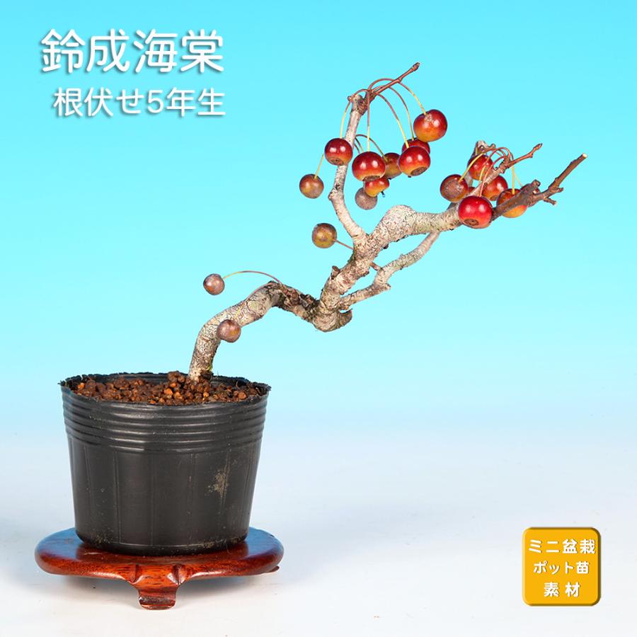 盆栽 鈴成海棠 カイドウ 深山海棠 リンゴ 小品盆栽 ミニ盆栽 盆栽素材