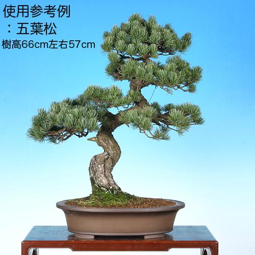 盆栽鉢 烏泥外縁下紐楕円鉢 植木鉢 中国鉢 張氏製陶 落款あり 15号