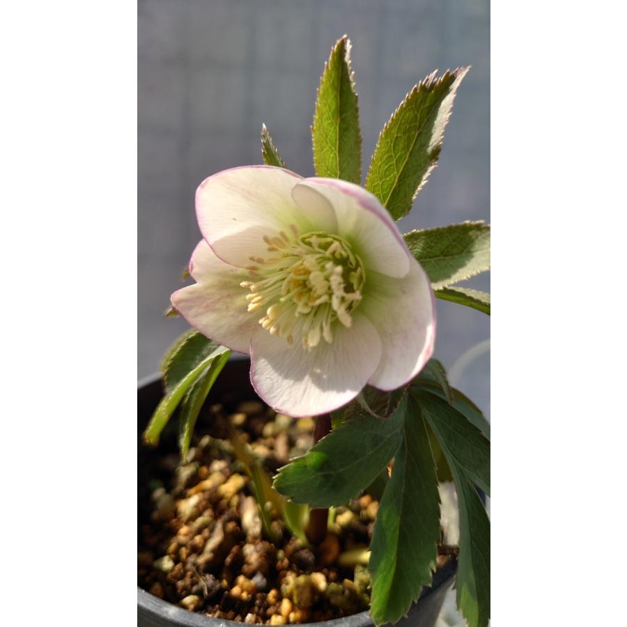 花苗 クリスマスローズ ウィンターシンフォニー スィングシリーズ（小