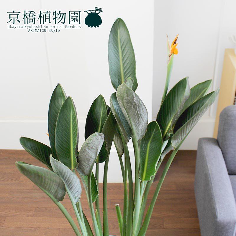 ストレチア/ストレリチア・レギネ 10号 : 花のアリマツ Yahoo!店