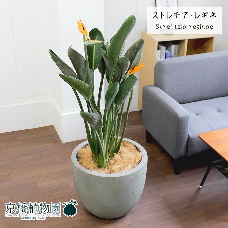 ストレチア/ストレリチア・レギネ 10号【モードライト ラウンド鉢