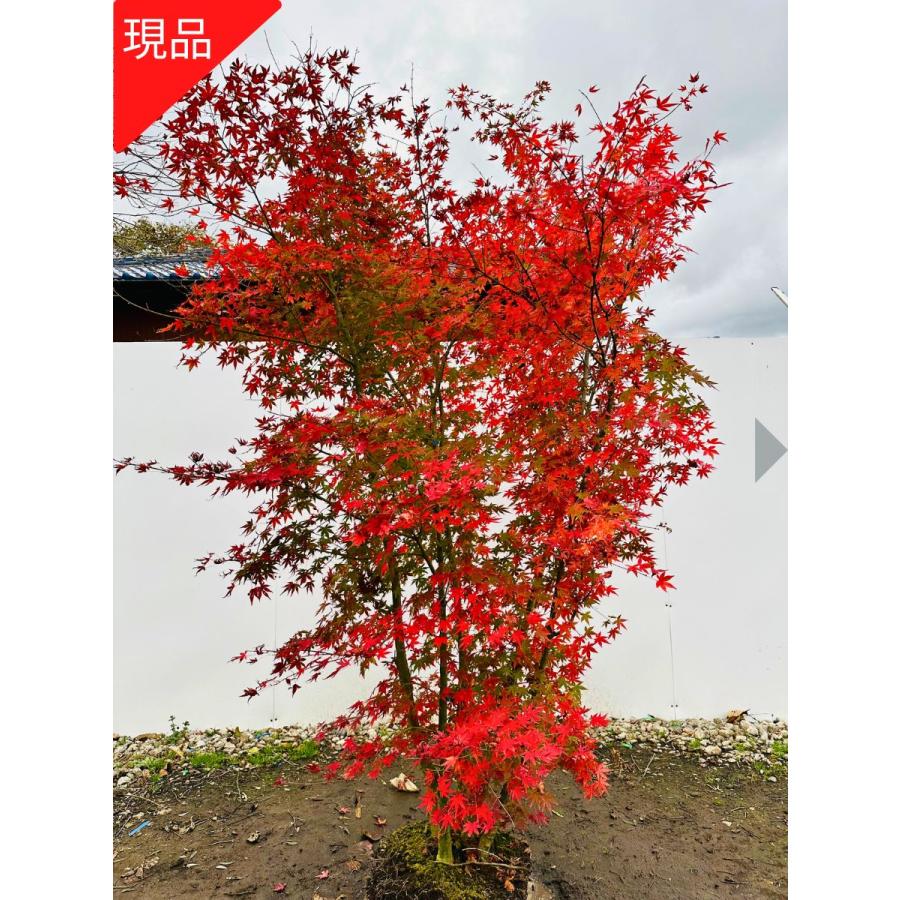現品発送 イロハモミジ 本株立ち 樹高2.4-2.5m(根鉢含まず）シンボル