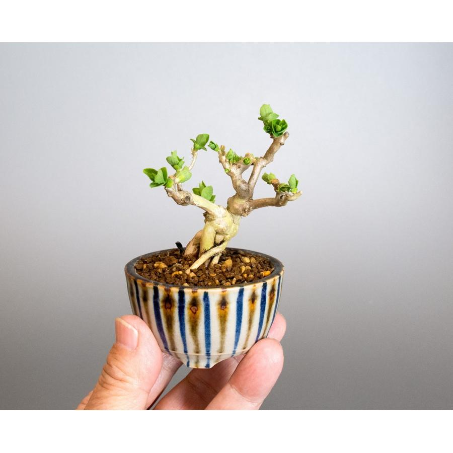 豆盆栽 ウグイスカグラ盆栽 鶯神楽（うぐいすかぐら・小さな盆栽 鶯