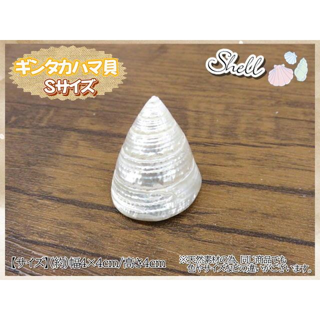 貝製品 Shell シェル 貝殻 貝 ギンタカハマ貝 Sサイズ 4×4×4cm