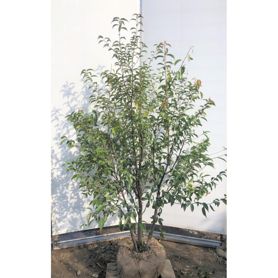 常緑エゴノキ 株立ち 約1.6m 現品発送 トキワエゴ 常緑樹 : 大福樹苗園