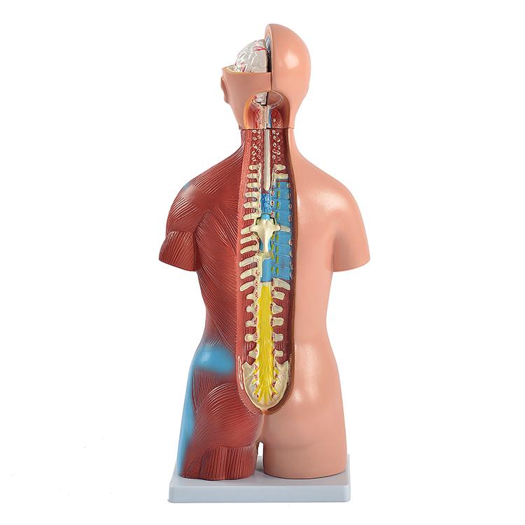 ユニセックス人体模型GX-205 お腹の見える人体模型46cm 23パーツ