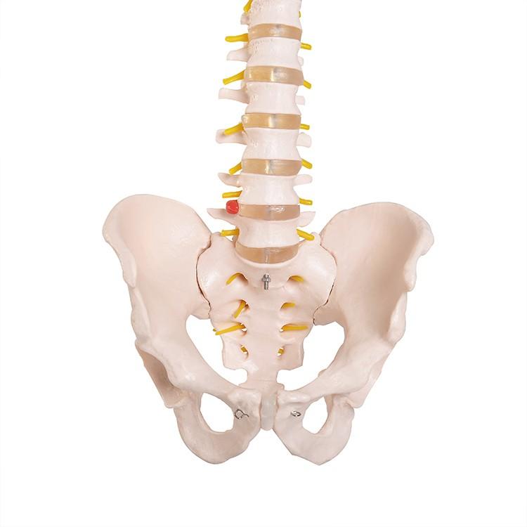 脊椎骨盤模型GX-105 せきついの人骨模型 高さ80cm 実物大 JK-7630Y