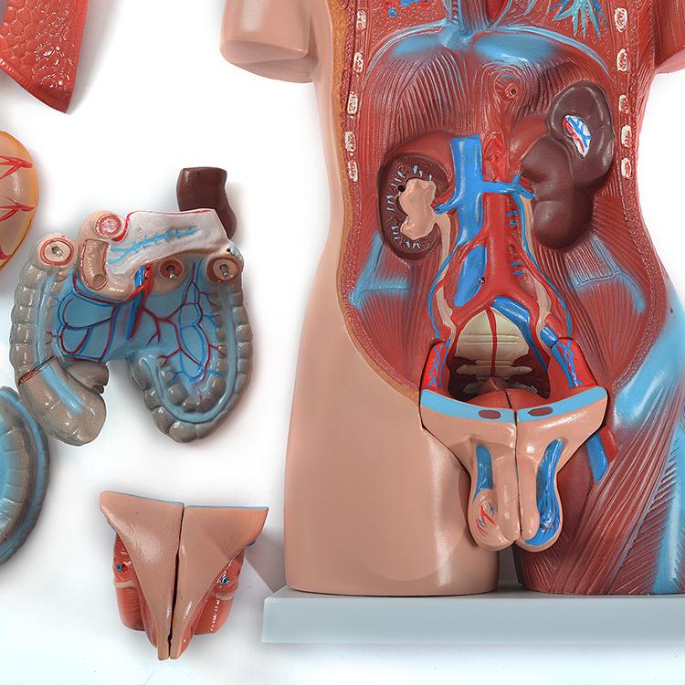 ユニセックス人体模型GX-205 お腹の見える人体模型46cm 23パーツ