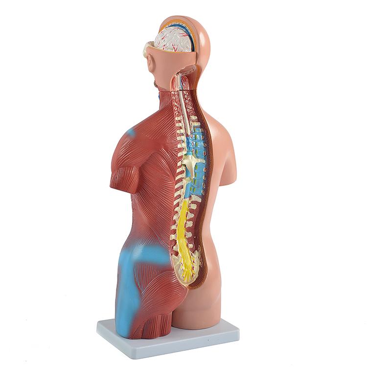 ユニセックス人体模型GX-205 お腹の見える人体模型46cm 23パーツ