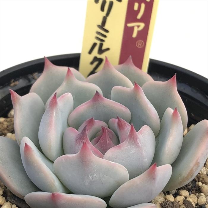 多肉植物 oriミックスベリア No.005 ストロベリーミルククラウン お