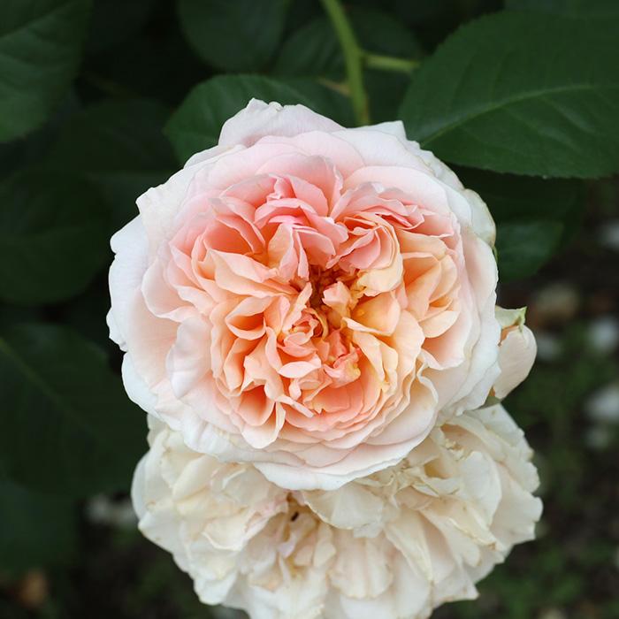 予約販売 バラ苗 バラ大苗 ロサ オリエンティス ジュールヴェルヌ 品種