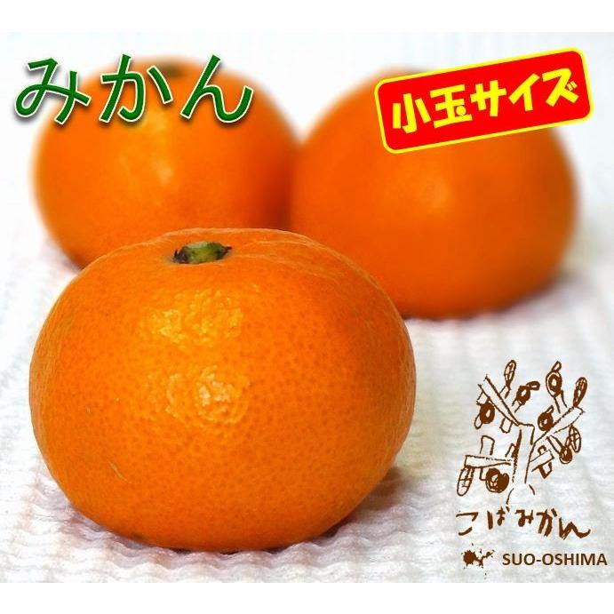 山口周防大島産『小玉 みかん 家庭用 大箱 約9.5kg』(箱込約10kg) : こ