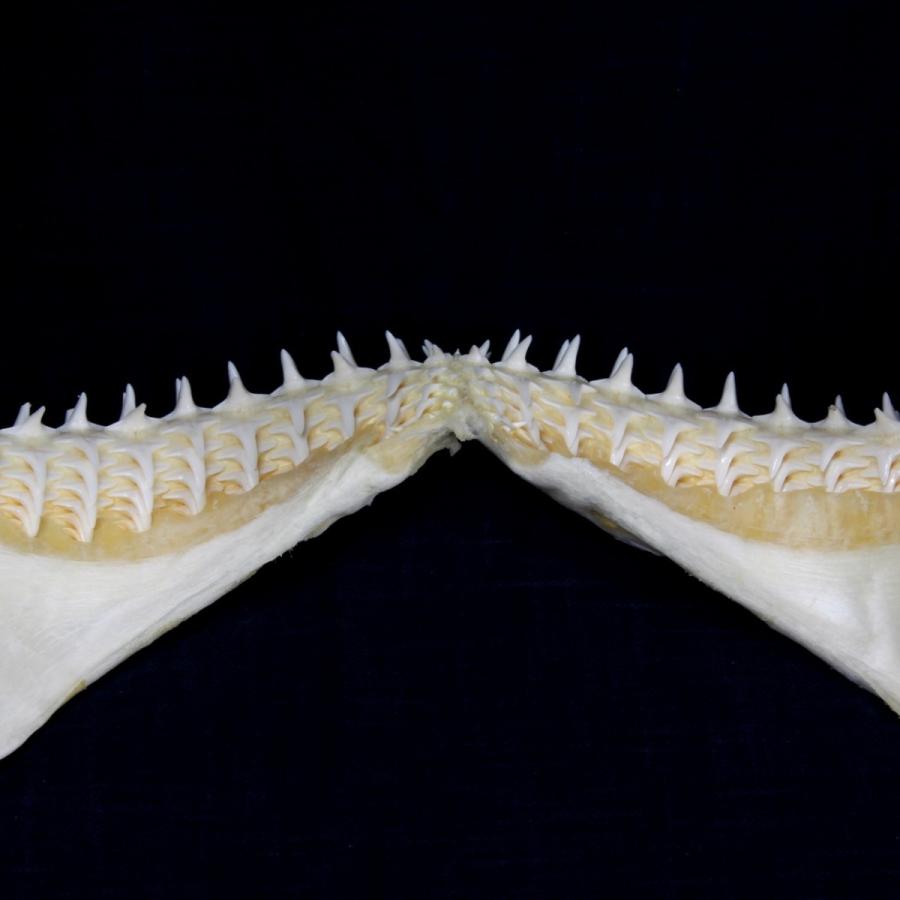 サメ 標本】カマストガリザメNo.19 顎骨標本 サメの歯 コレクション