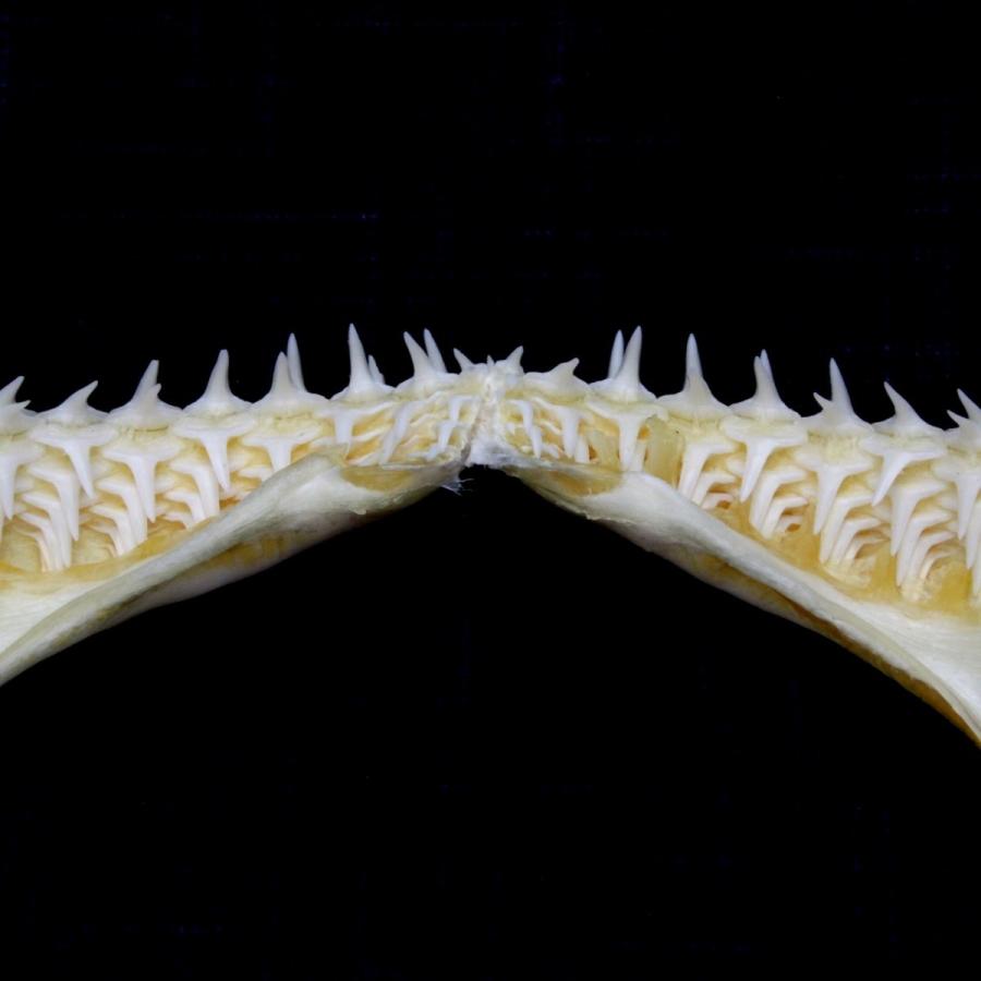 サメの顎（メジロザメ科）顎骨標本 Sサイズ お土産 ディスプレイ