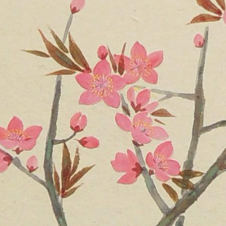 掛け軸 桃の花 （三宅和光） 【掛軸】【半間床】【丈の短い掛軸