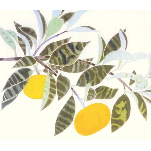 奥村土牛 掛け軸 蜜柑 【掛軸】【一間床・半間床】【丈の短い掛軸