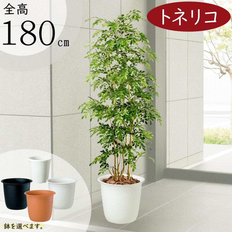トネリコ フェイクグリーン 大型 人気 人工観葉植物 おしゃれ リアル