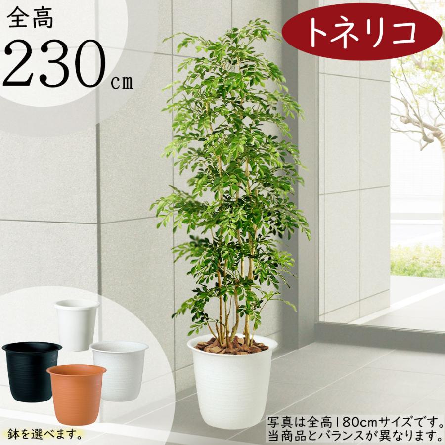 トネリコ フェイクグリーン 大型 人気 人工観葉植物 おしゃれ リアル