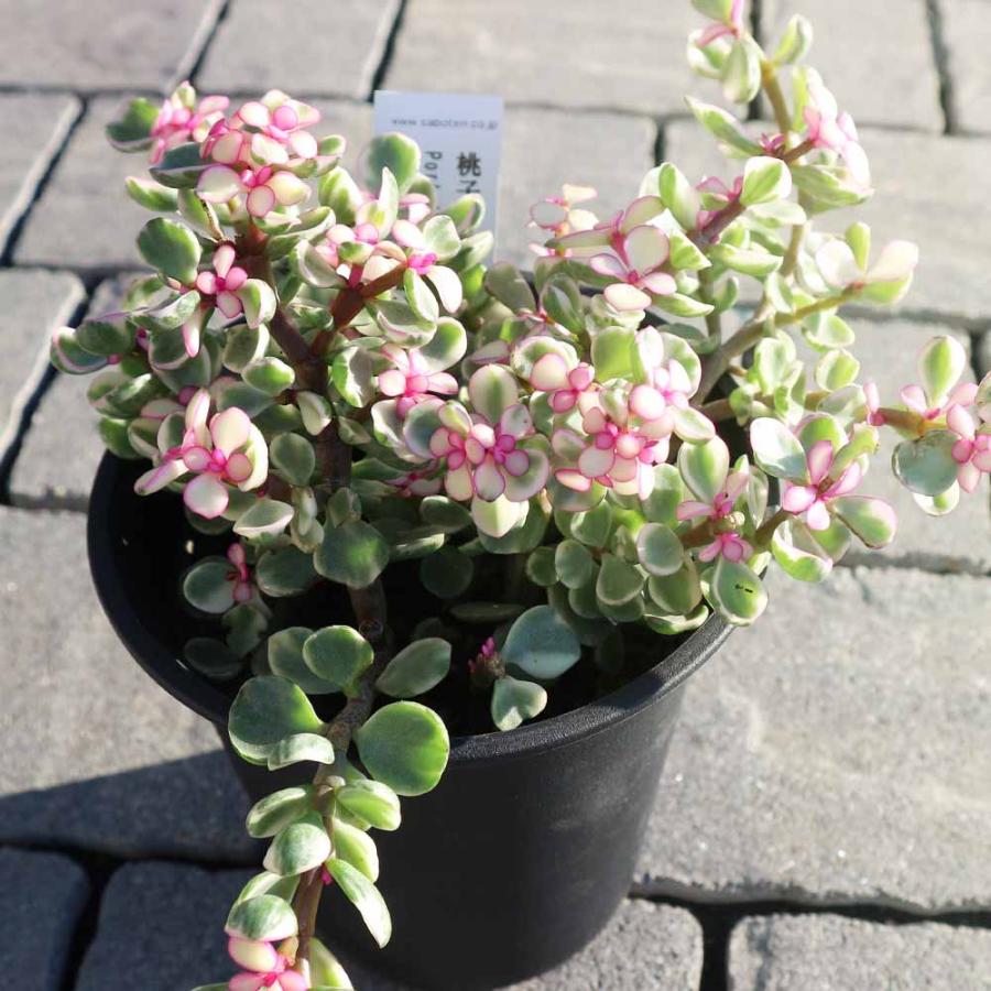 ポーチュラカリア・桃子の舞(ももこのまい)【多肉植物 3.5〜4号ポット