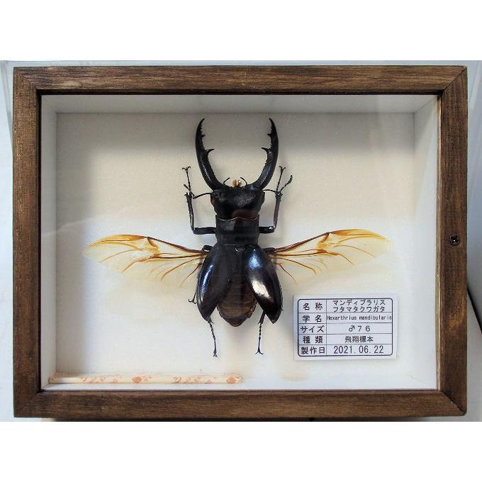 マンディブラリスフタマタ♂76（飛翔標本） : オオクワ京都昆虫館