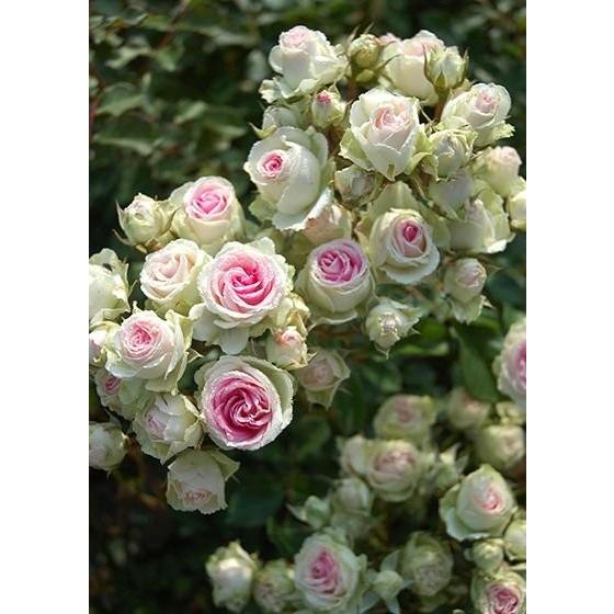 ミミエデン（バラ苗：四季咲き中輪房咲き系） 大苗 《農林水産省 登録