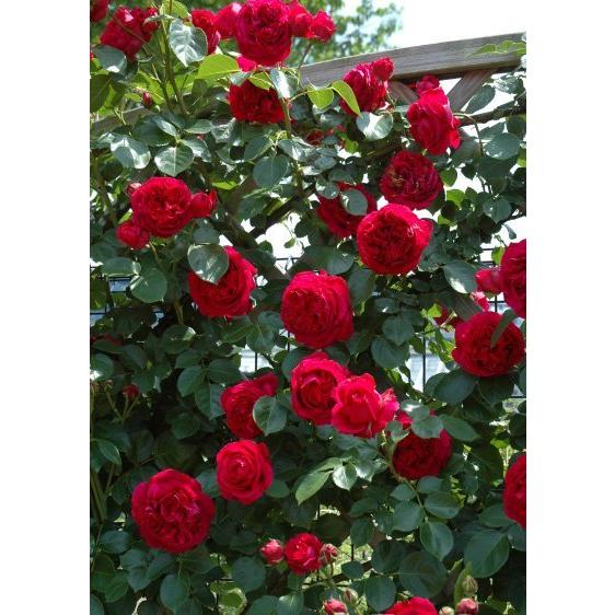 ルージュ・ピエール・ドゥ・ロンサール(バラ苗:つるバラ) 大苗 《農林