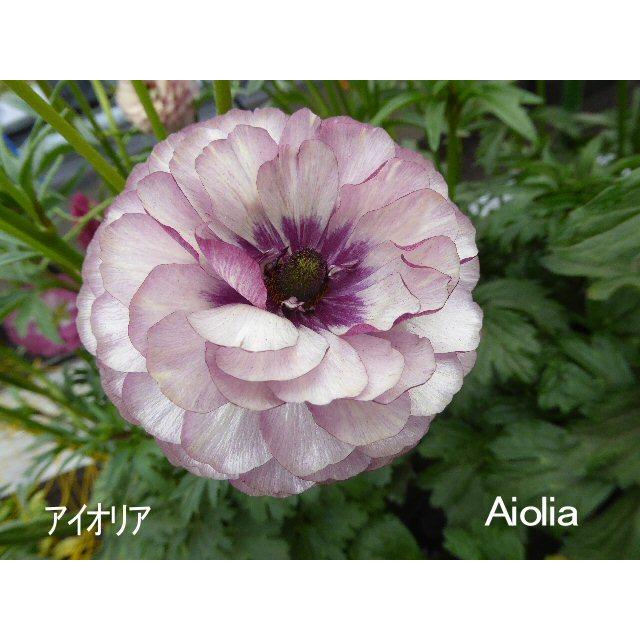 ラナンキュラス ラックス アイオリア3．5号ロングポット1株（苗