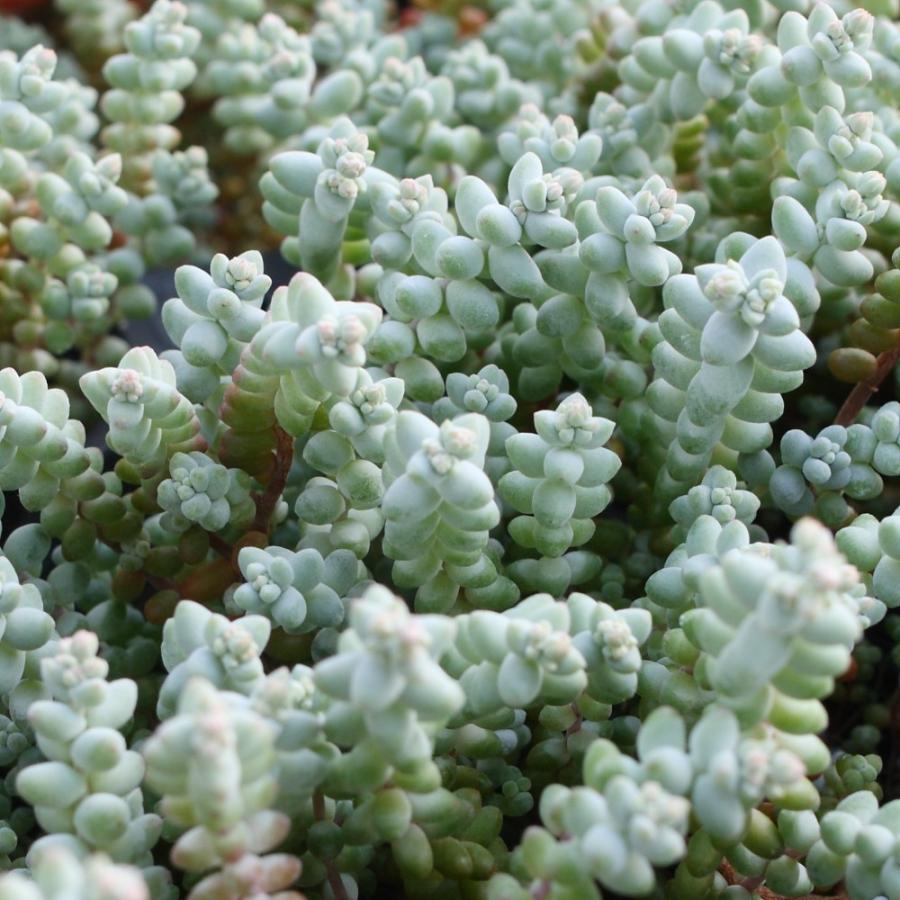 セダム ブレビフォリウム 'そよ風の天使' : にじはなPlants - 通販