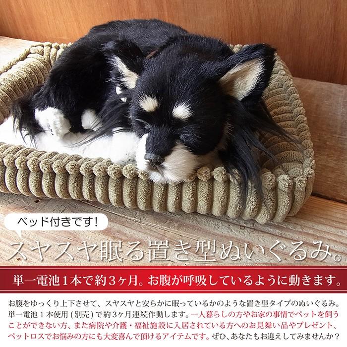 ニニアンドキノ パーフェクトペット (小サイズ) チワワ ロング