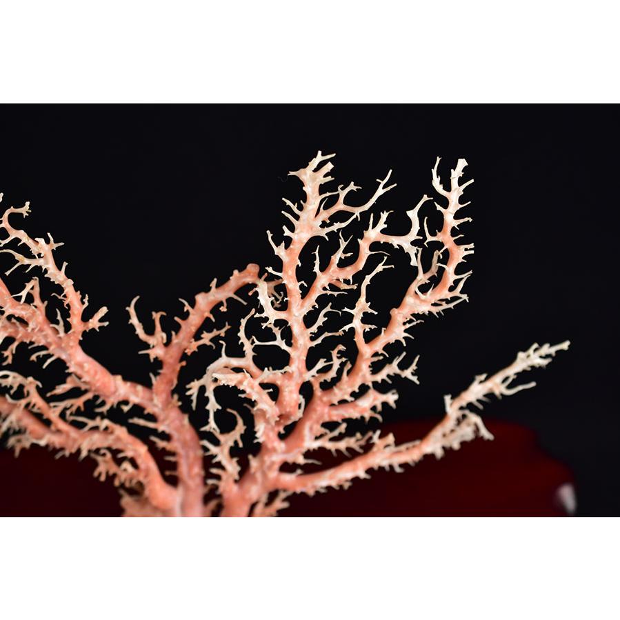 天然 ピンク珊瑚 原木 (約438g) 台座含む 置物 鑑別書付き 本珊瑚 天然