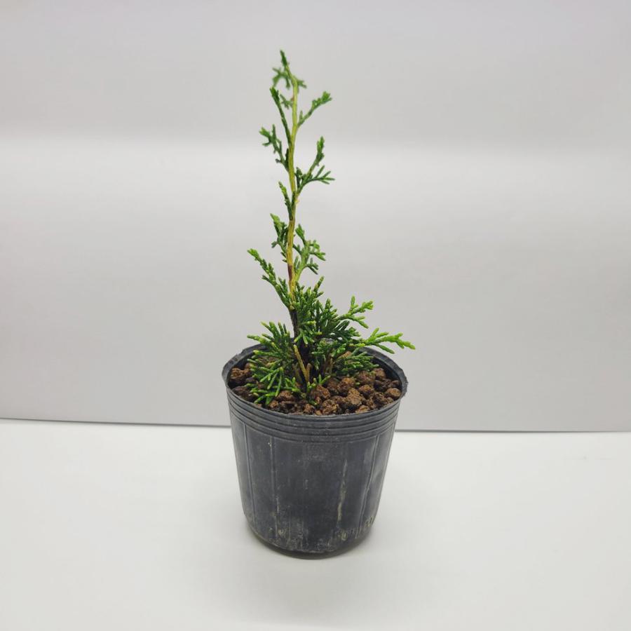 苗：糸魚川真柏(小)（イトイガワシンパク/いといがわしんぱく） : 遊恵